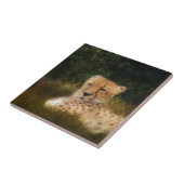 化石リム野生生物中心に横たわるチーター タイル (側面)