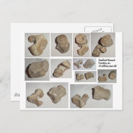 化石化した哺乳動物の椎骨 ポストカード (正面/裏面)