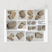 化石化した哺乳動物の椎骨 ポストカード (正面)