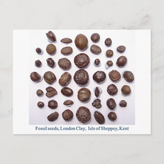 化石化した種子 ポストカード (正面)