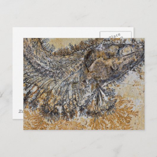 化石魚 ポストカード (正面/裏面)