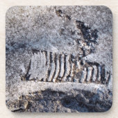 化石 ナウティロイド 頭足類 古代の海の軟体動物 コースター (正面)