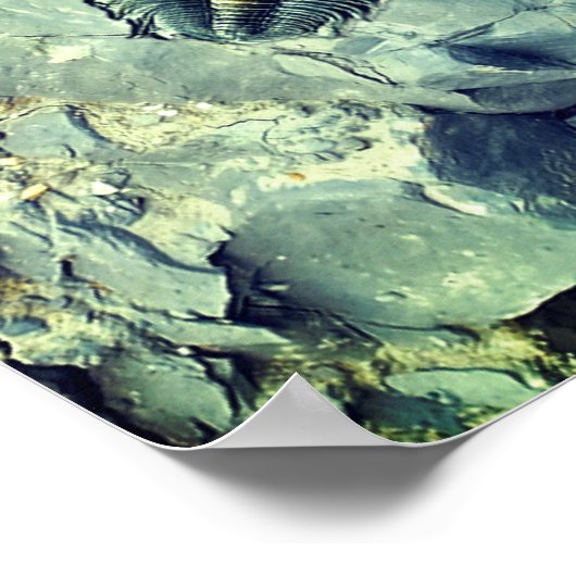 化石 ポスター (角)