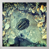 化石 ポスター (正面)