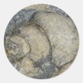 化石 ラウンドシール (正面)