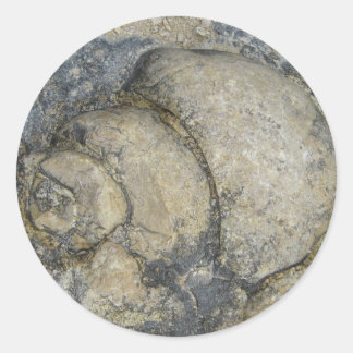 化石 ラウンドシール