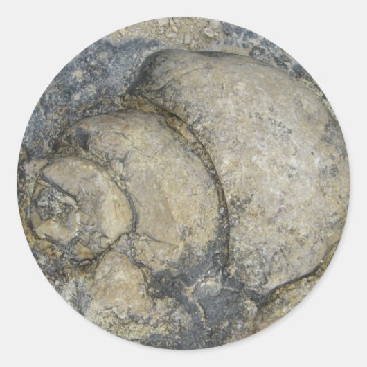 化石 ラウンドシール (正面)