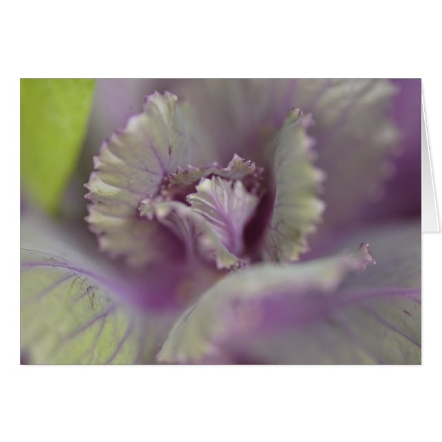 化粧キャベツ (正面横)