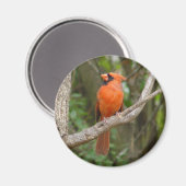 北かわいらし（鳥）ショウジョウコウカンチョウ鳥磁石 マグネット (正面/裏面)