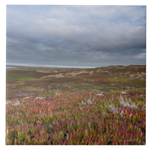 北のサンフランシスコ2ポイントレイエスの国民 タイル (正面)