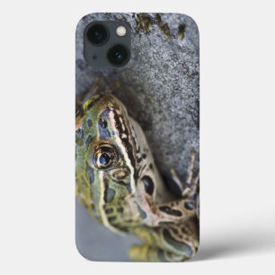 北のヒョウカエル、島見によって、 iPhone 13ケース