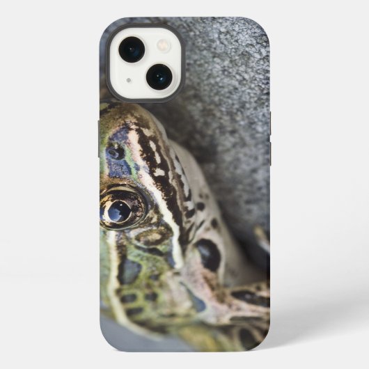 北のヒョウカエル、島見によって、 iPhoneケース (裏面)