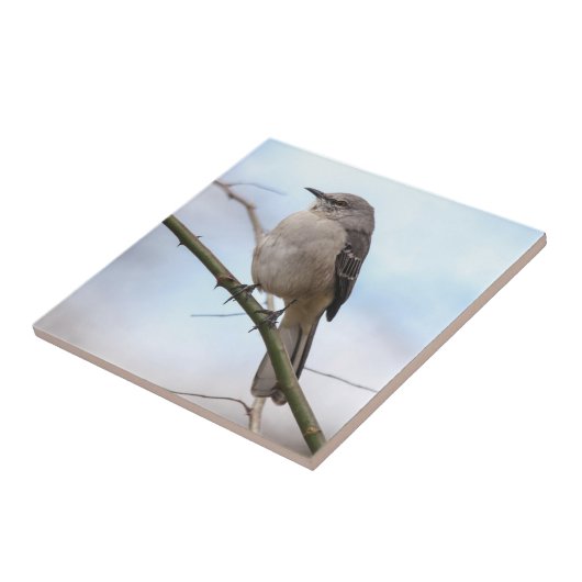 北のマネシツグミ タイル (側面)