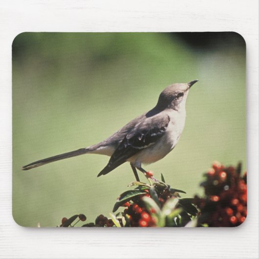 北のマネシツグミ マウスパッド (正面)
