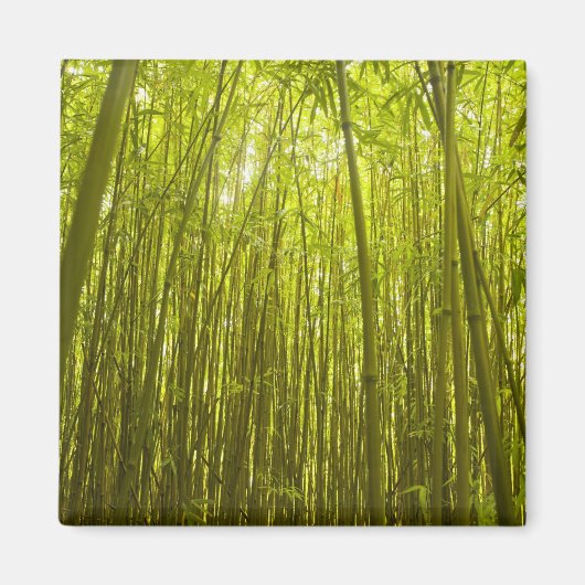 北のワイカモイ尾根の近くの竹林 マグネット (正面)