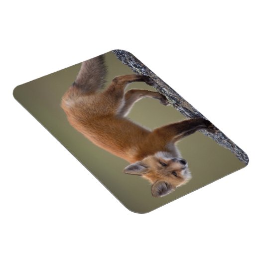 北の中央に沿ってハゲワシ赤いキツネ2 マグネット (右側)