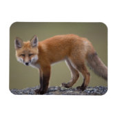 北の中央に沿ってハゲワシ赤いキツネ2 マグネット (横)