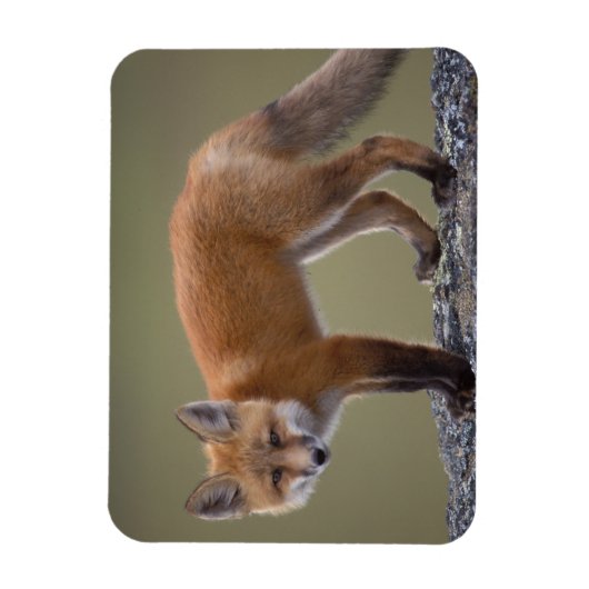 北の中央に沿ってハゲワシ赤いキツネ2 マグネット (縦)