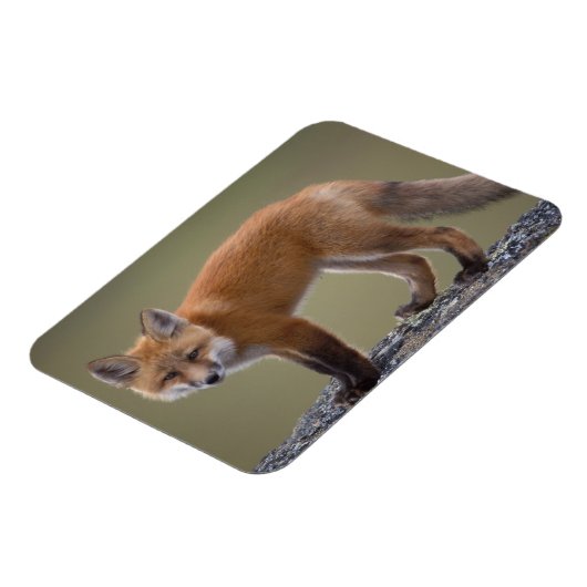 北の中央に沿ってハゲワシ赤いキツネ2 マグネット (左側)