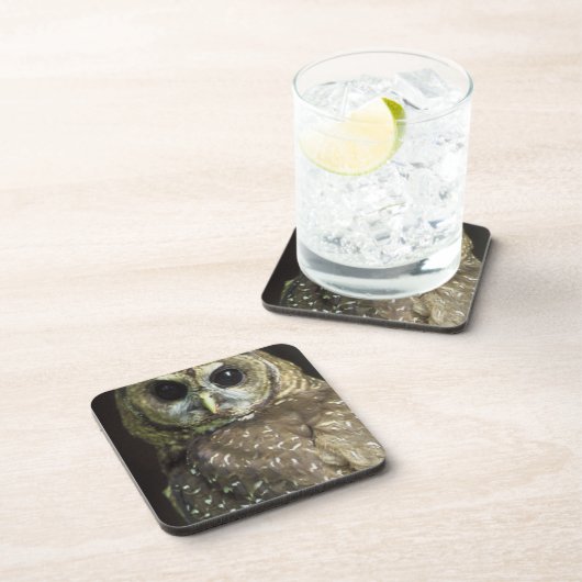 北の斑点を付けられたフクロウ コースター (右側)