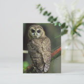 北の斑点を付けられたフクロウ ポストカード (スタンド正面)