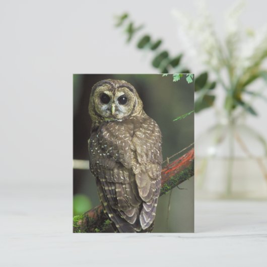北の斑点を付けられたフクロウ ポストカード (スタンド正面)