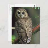 北の斑点を付けられたフクロウ ポストカード (正面/裏面)