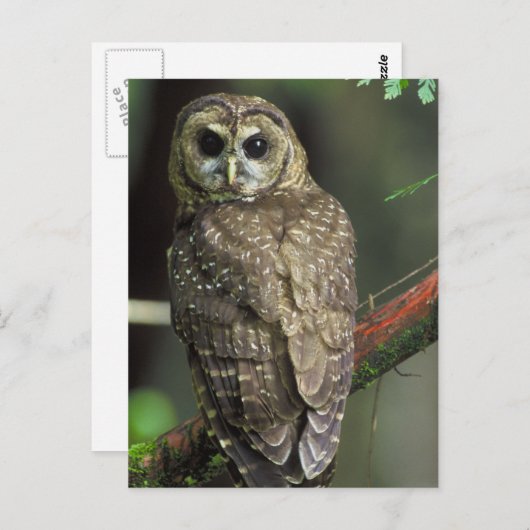 北の斑点を付けられたフクロウ ポストカード (正面/裏面)