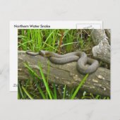 北の水蛇が複数のログ項目に基づく ポストカード (正面/裏面)