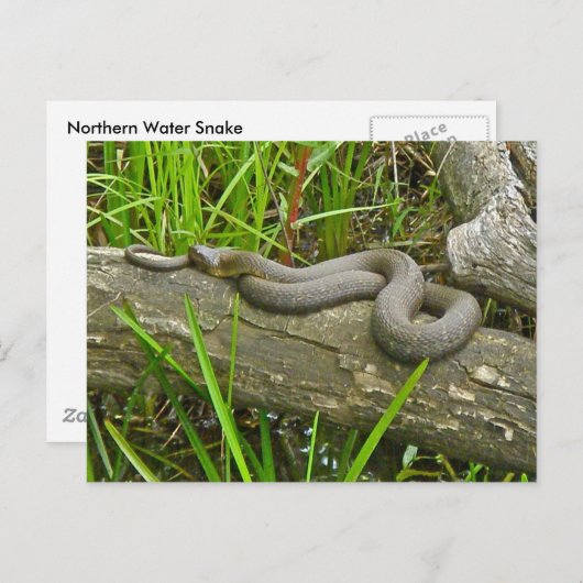 北の水蛇が複数のログ項目に基づく ポストカード (正面/裏面)