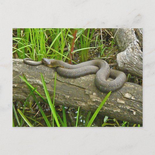 北の水蛇が複数のログ項目に基づく ポストカード (正面)