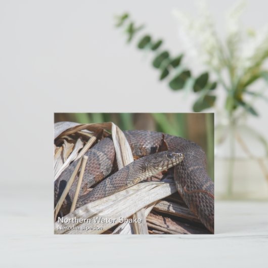 北の水蛇 ポストカード (スタンド正面)