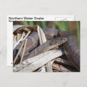 北の水蛇 ポストカード (正面/裏面)
