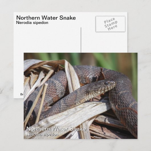 北の水蛇 ポストカード (正面/裏面)