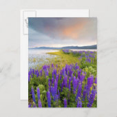 北の海岸のLupineの野生の花の分野 ポストカード (正面/裏面)