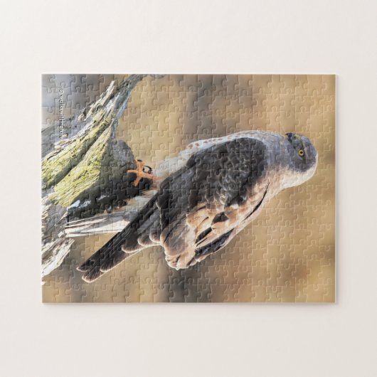 北の男のハリアーの日に照らされたプロフィール ジグソーパズル (横)