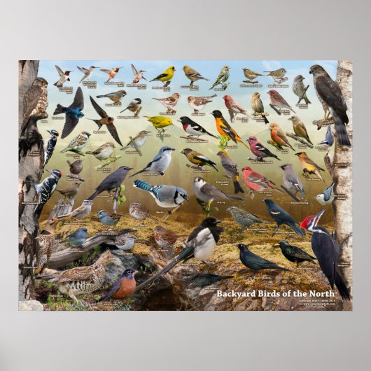 北の裏庭の鳥 ポスター (正面)