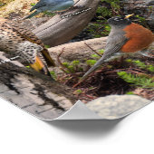 北の裏庭の鳥 ポスター (角)