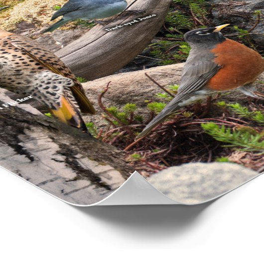 北の裏庭の鳥 ポスター (角)