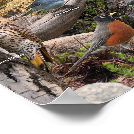 北の裏庭の鳥 ポスター (角)