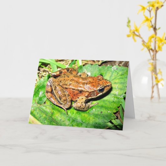 北の赤い脚のカエル カード (黄色い花)
