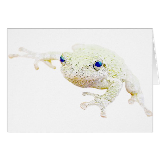 北のFroggy (正面横)