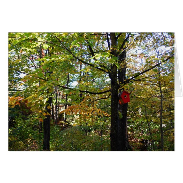 北のOrntarioの秋の森林 (正面横)