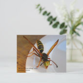 北または黄金の紙ワスプ(P. fuscatus)ドローン ポストカード (スタンド正面)