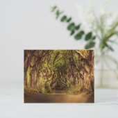 北アイルランドの道路を覆う木々 ポストカード (スタンド正面)