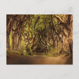 北アイルランドの道路を覆う木々 ポストカード
