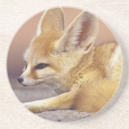 北アフリカ フェネック (Fennecus zerda) コースター (正面)