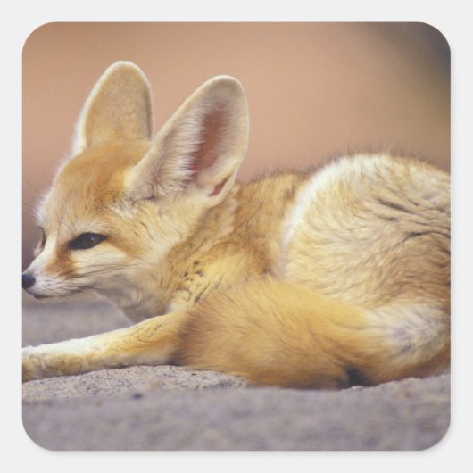 北アフリカ フェネック (Fennecus zerda) スクエアシール (正面)