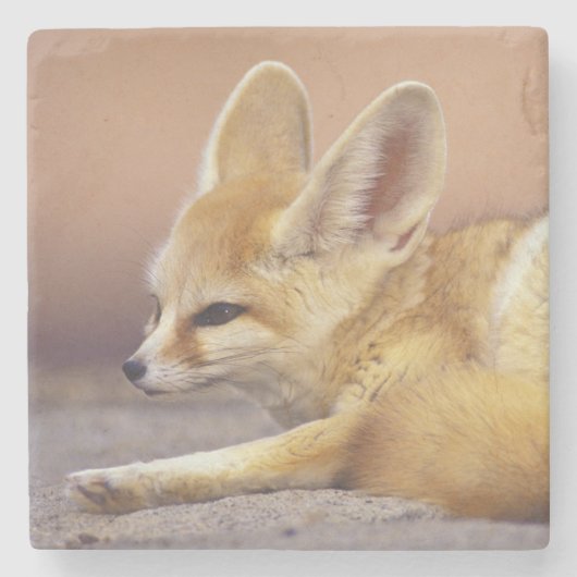 北アフリカ フェネック (Fennecus zerda) ストーンコースター (正面)