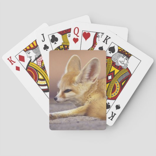 北アフリカ フェネック (Fennecus zerda) トランプ (裏面)